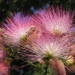 Persian Silk Tree - Photo (c) Andrew Butko, some rights reserved (CC BY-SA)
