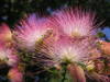 Persian Silk Tree - Photo (c) Andrew Butko, some rights reserved (CC BY-SA)