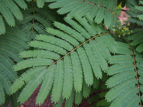 Albizia julibrissin