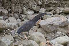 Tigrisoma fasciatum