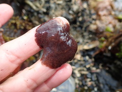 Kaburakia excelsa