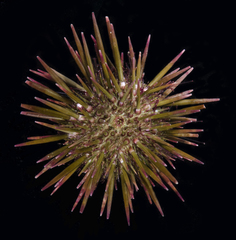 Heliocidaris crassispina