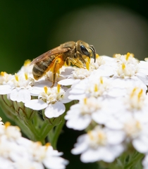 Halictus subauratus