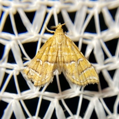 Musotima ochropteralis