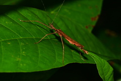 Pseudophasma unicolor