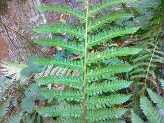Polystichum × wirtgenii