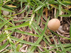 Galeropsidaceae