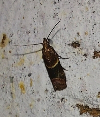 Moodna