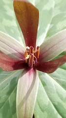 Trillium cuneatum