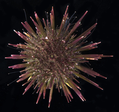 Heliocidaris crassispina