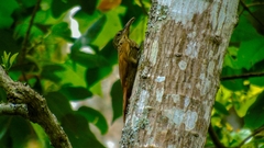 Lepidocolaptes souleyetii