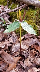 Trillium cuneatum