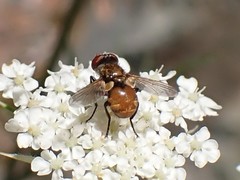 Gymnoclytia occidentalis