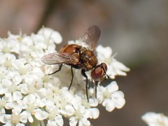 Gymnoclytia occidentalis