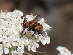 Gymnoclytia occidentalis