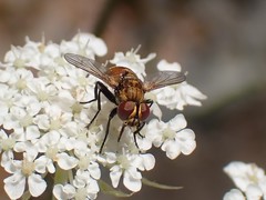 Gymnoclytia occidentalis