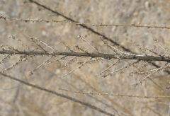 Deinandra floribunda