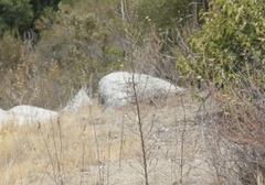 Deinandra floribunda