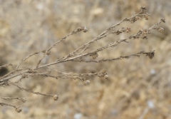 Deinandra floribunda