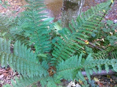 Polystichum × wirtgenii