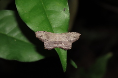 Schidax squamaria