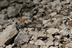 Argia tibialis