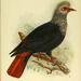 Mauritius Blue-Pigeon - Photo (c) Biodiversity Heritage Library, some rights reserved (CC BY-NC-SA)