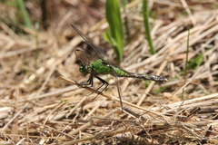 Erythemis simplicicollis