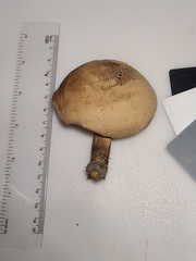 Caloboletus inedulis