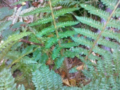 Polystichum × wirtgenii