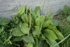 Plantago major