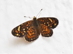 Phyciodes pallescens