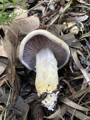 Asproinocybe