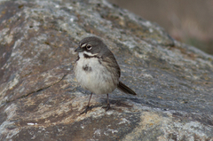 Artemisiospiza belli clementeae