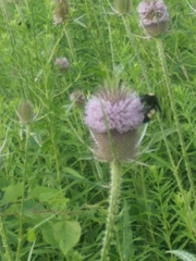 Bombus auricomus