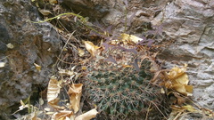 Mammillaria johnstonii