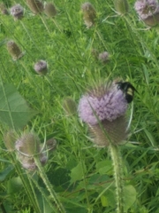 Bombus auricomus