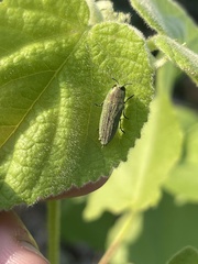 Agaeocera scintillans