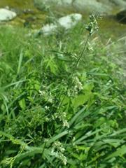 Eragrostis echinochloidea