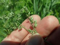 Eragrostis echinochloidea