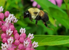 Bombus griseocollis