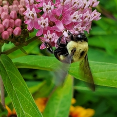 Bombus griseocollis