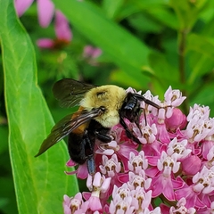 Bombus griseocollis