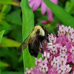 Bombus griseocollis