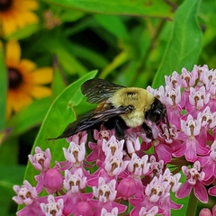 Bombus griseocollis