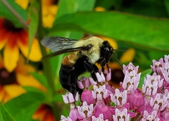 Bombus griseocollis
