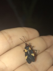 Oncopeltus varicolor