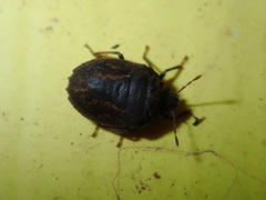 Coracanthella geophila