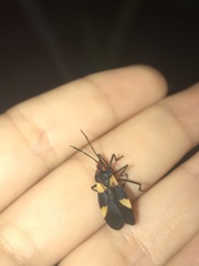 Oncopeltus varicolor