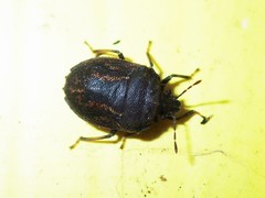 Coracanthella geophila